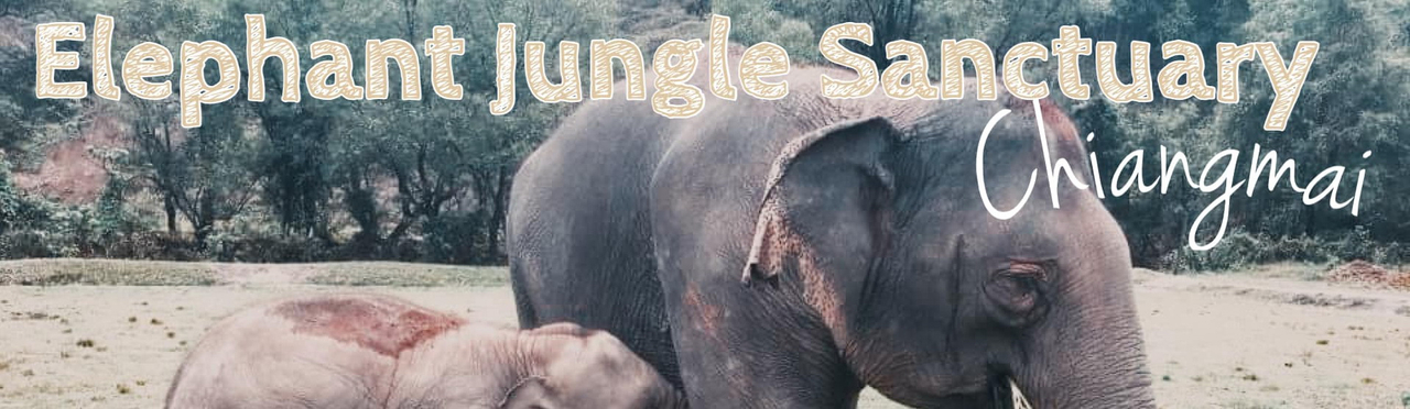 cover มาเล่นกับพี่ช้างใจดีที่ Elephant Jungle Sanctuary กันเถอะ