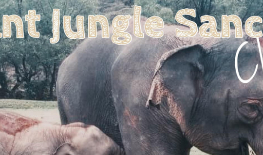Cover มาเล่นกับพี่ช้างใจดีที่ Elephant Jungle Sanctuary กันเถอะ...