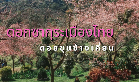 Cover ดอกซากุระเมืองไทย บานสะพรั่งที่ดอยขุนช่างเคียน เชียงใหม่...