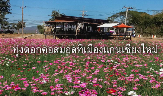 Cover ถ่ายรูปกับทุ่งดอกคอสมอส ที่เมืองแกน เชียงใหม่...