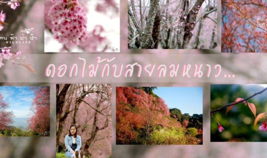 cover ดอกไม้กับสายลมหนาว