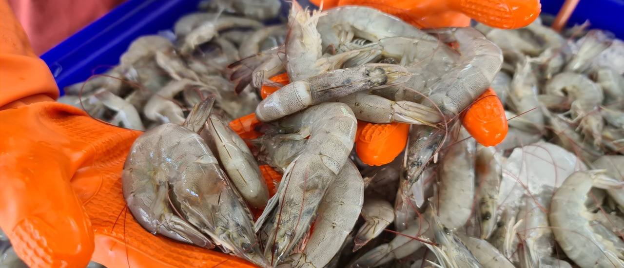 cover กินกุ้ง..สู้โควิด-19 เมนูละ 50 บาท อร่อยคุ้ม ชุ่มน้ำใจ