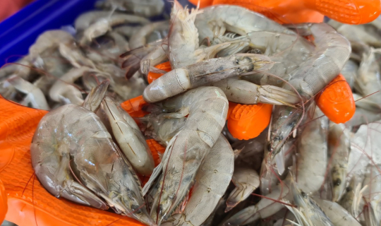 cover กินกุ้ง..สู้โควิด-19 เมนูละ 50 บาท อร่อยคุ้ม ชุ่มน้ำใจ