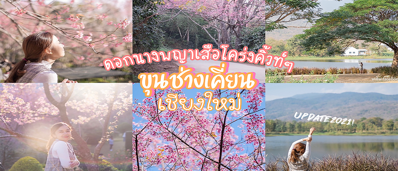 cover รับลมหนาวที่ ขุนช่างเคี่ยน เชียงใหม่ ชมดอกพญาเสือโคร่งคิ้วท์ๆ นั่งชิลคาเฟ่ริมทะเลสาบ