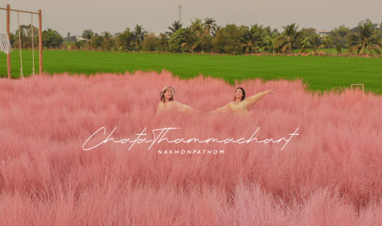 Cover พาเที่ยวคาเฟ่ทุ่งหญ้าสีชมพูเหมือนเกาหลี แต่อยู่ที่นครปฐม! ไอเดียดี น...