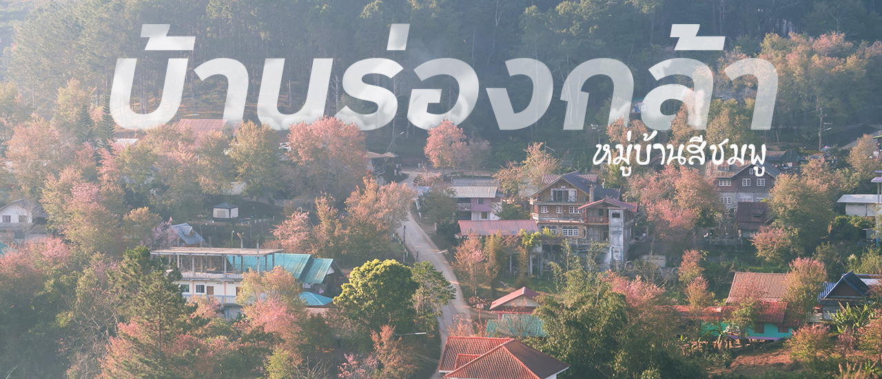 cover บ้านร่องกล้า หมู่บ้านสีชมพู