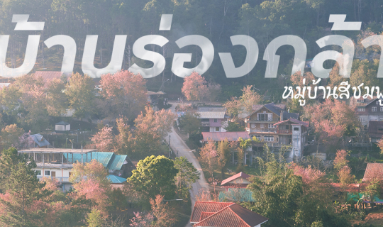 cover บ้านร่องกล้า หมู่บ้านสีชมพู