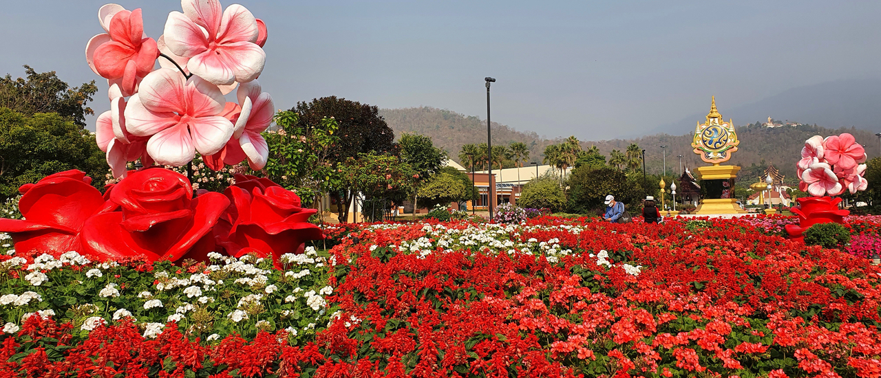 cover Chiang Mai Blooms อุทยานหลวงราชพฤกษ์สะพรั่งมาก มีคลิป 🌺🌹🌸🌸🌷🥀 ^^