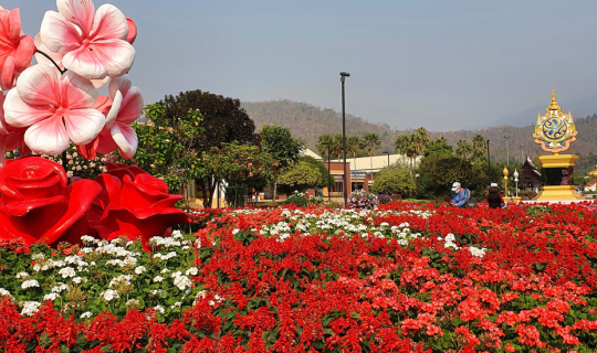 cover Chiang Mai  Blooms อุทยานหลวงราชพฤกษ์สะพรั่งมาก มีคลิป 🌺🌹🌸🌸🌷🥀 ^^