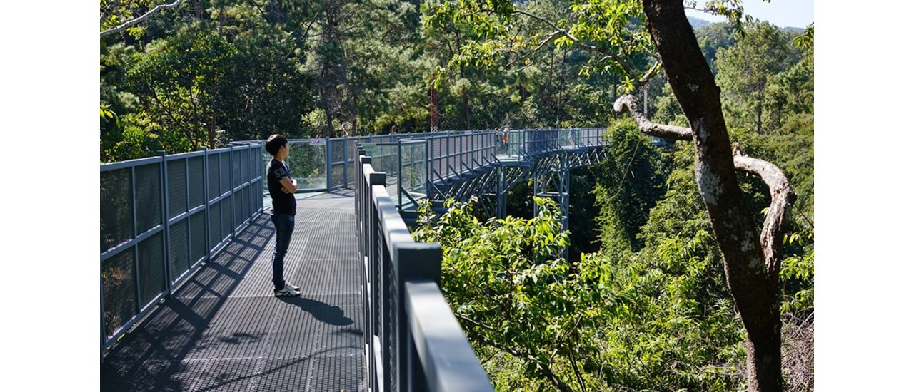 cover ++ พาไปลอง Canopy walkway ทางเดินลอยฟ้า สวนพฤกษศาสตร์สมเด็จพระนางเจ้าสิริกิติ์ เชียงใหม่ ++