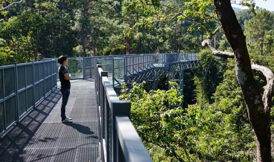 cover ++ พาไปลอง Canopy walkway  ทางเดินลอยฟ้า สวนพฤกษศาสตร์สมเด็จพระนางเจ้าสิริกิติ์ เชียงใหม่ ++