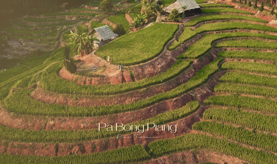 Cover ป่าบงเปียง เชียงใหม่...