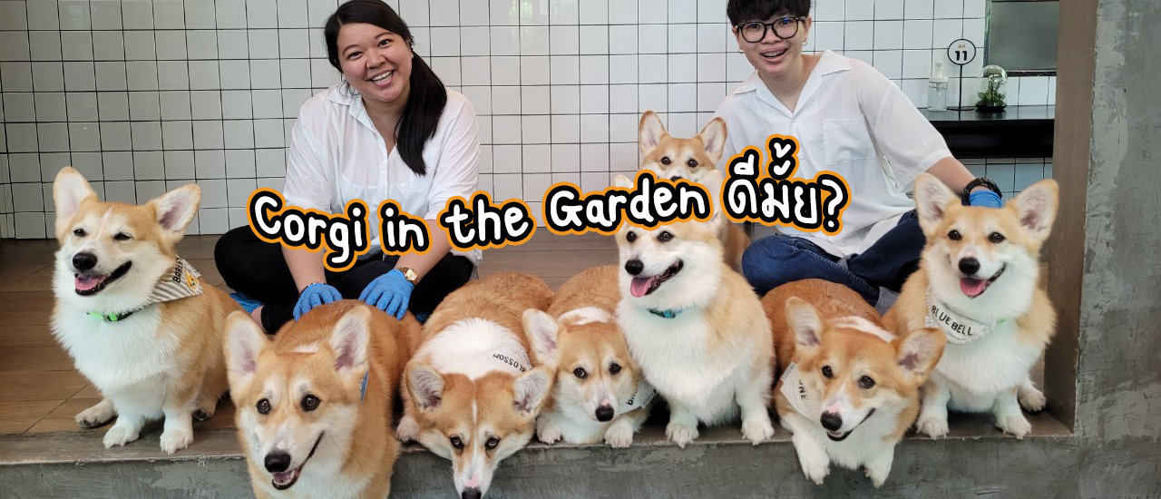cover Corgi in the Garden คาเฟ่หมาคอร์กี้ ที่นี่ดีมั้ยหนอ?