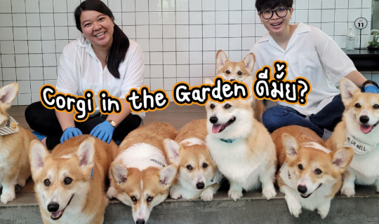 cover Corgi in the Garden คาเฟ่หมาคอร์กี้ ที่นี่ดีมั้ยหนอ?