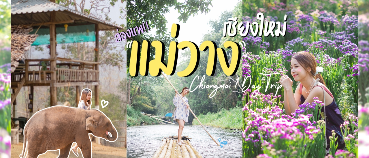 cover เชียงใหม่ 1 Day Trip : ล่องแพแม่วาง จิบกาแฟกับช้าง ชมทุ่งดอกสแตติสบ้านม่อนยะ