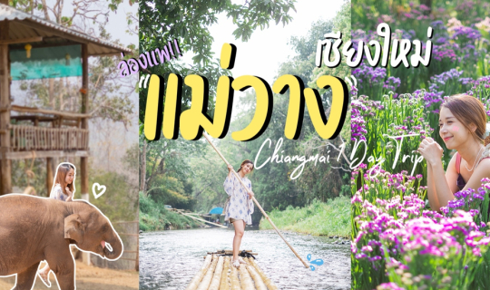 cover เชียงใหม่ 1 Day Trip : ล่องแพแม่วาง จิบกาแฟกับช้าง ชมทุ่งดอกสแตติสบ้านม่อนยะ