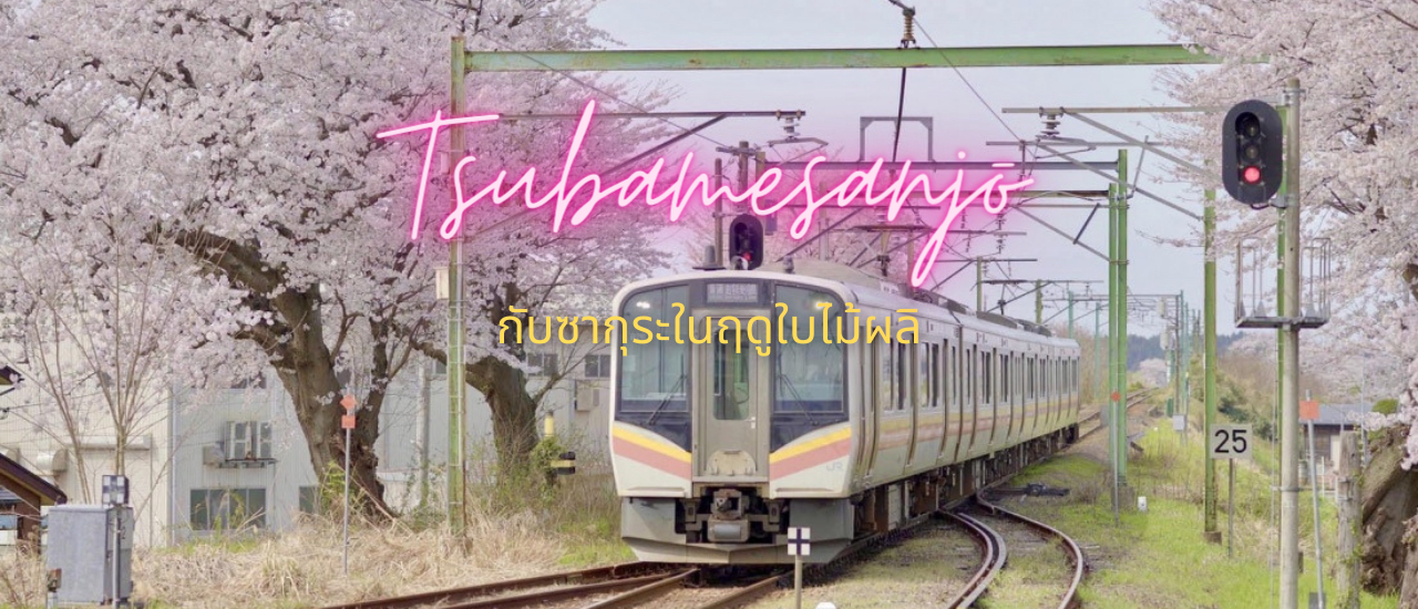 cover นั่งรถไฟ JR EAST ไปเที่ยวสึบาเมะซันโจ (4) ดอกซากุระในฤดูใบไม้ผลิ และการท่องเที่ยวตามฤดูกาล