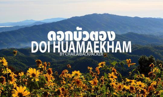 cover #ดอกบัวตองบาน :: โบกรถขึ้นดอย ไปดู “ดอกบัวตอง” บนดอยหัวแม่คำ จ.เชียงราย