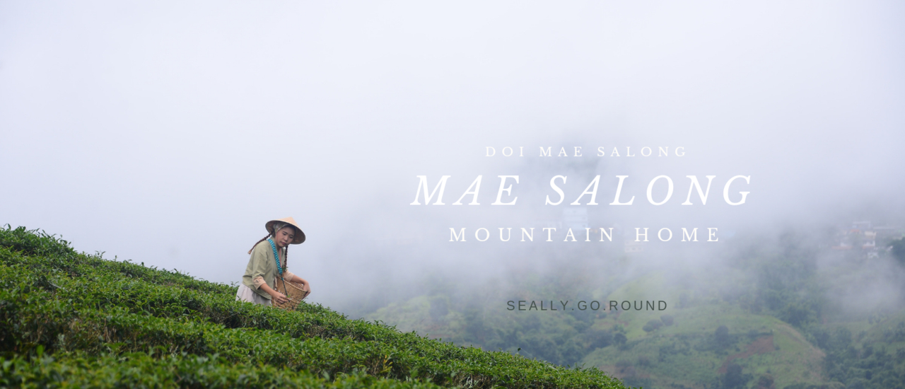 cover วิ่งตามน้องหมา ไปเก็บชากลางสายหมอกบนดอยแม่สลอง Mae Salong Mountain Home