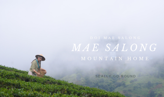 cover วิ่งตามน้องหมา ไปเก็บชากลางสายหมอกบนดอยแม่สลอง Mae Salong Mountain Home