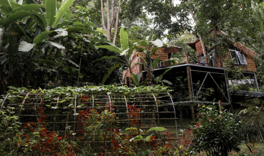 Cover อยู่เถื่อน ณ สวนเกาะ เชียงดาว ขับมอไซค์ขึ้นสันป่าเกี๊ยะ ดอยแม่ตะมาน ...