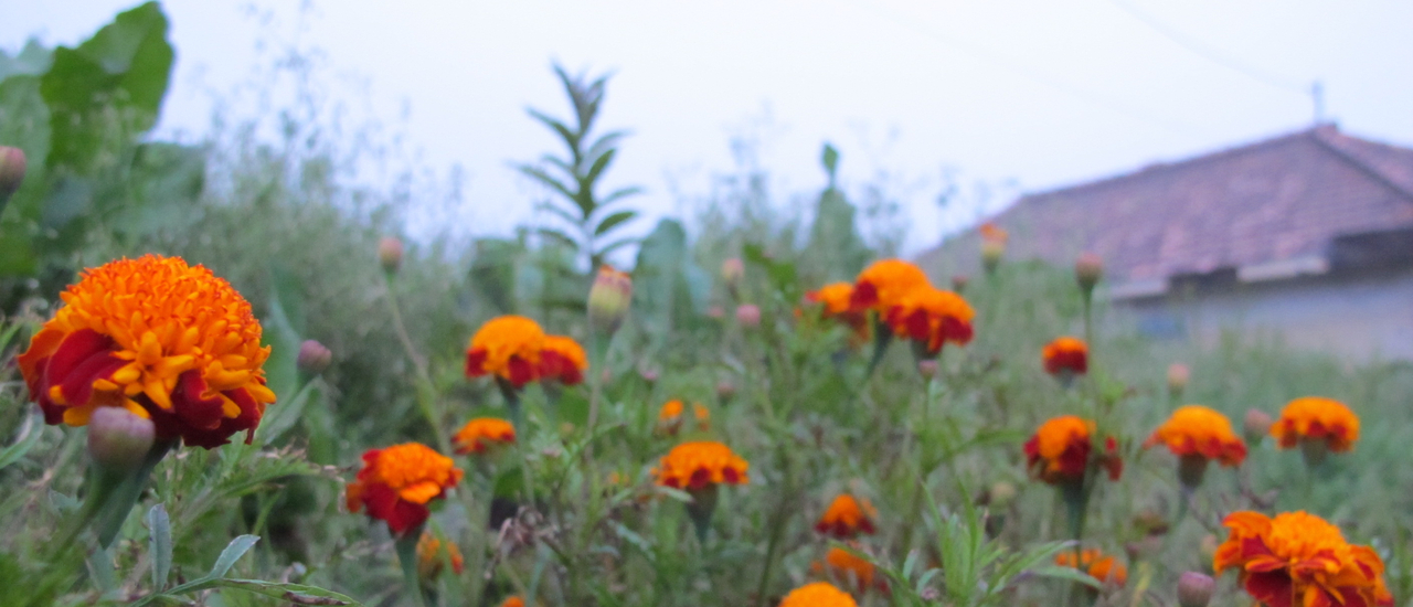 cover Walk In … Indonesia ตอนที่ 11 หมู่บ้านเคโมโร ลาวัง ความสุขใจบนเส้นทางสายดอกไม้