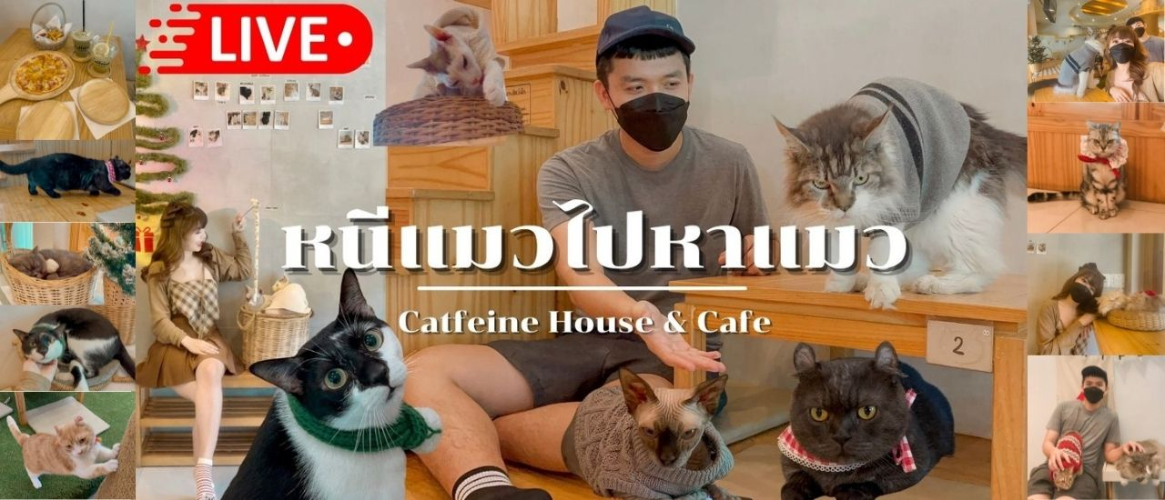 cover ไปเที่ยวคาเฟ่แมว Catfeine House & Cafe