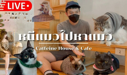 cover ไปเที่ยวคาเฟ่แมว Catfeine House & Cafe