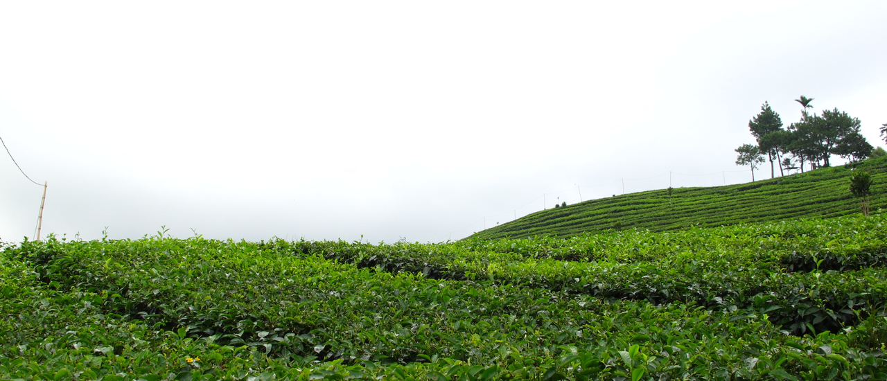 cover Walk In … Indonesia ตอนที่ 26 เลมบัง ไร่ชากับน้ำพุร้อน