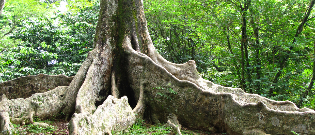 cover Walk In … Indonesia ตอนที่ 30 โบกอร์ ศูนย์รวมพันธุ์พืชแห่งชวา