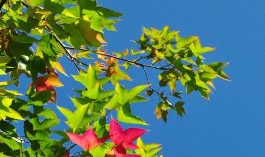 Cover พาหัวใจดวงน้อย ๆ ไป...'ดอยผาตั้ง'......