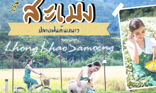 cover สะเมิง เชียงใหม่ ปลายฝนต้นหนาว..นอนหลองกลางนา เก็บสตรอว์เบอร์รี่สดๆ ชมทุ่งดอกเก็กฮวย หมอกสวยๆยามเช้า