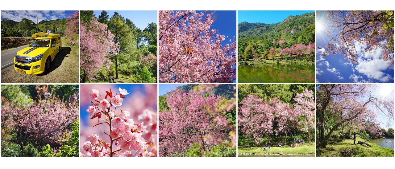 cover สวรรค์สีชมพู ศูนย์วิจัยกล้วยไม้รองเท้านารี ดอยอินทนนท์