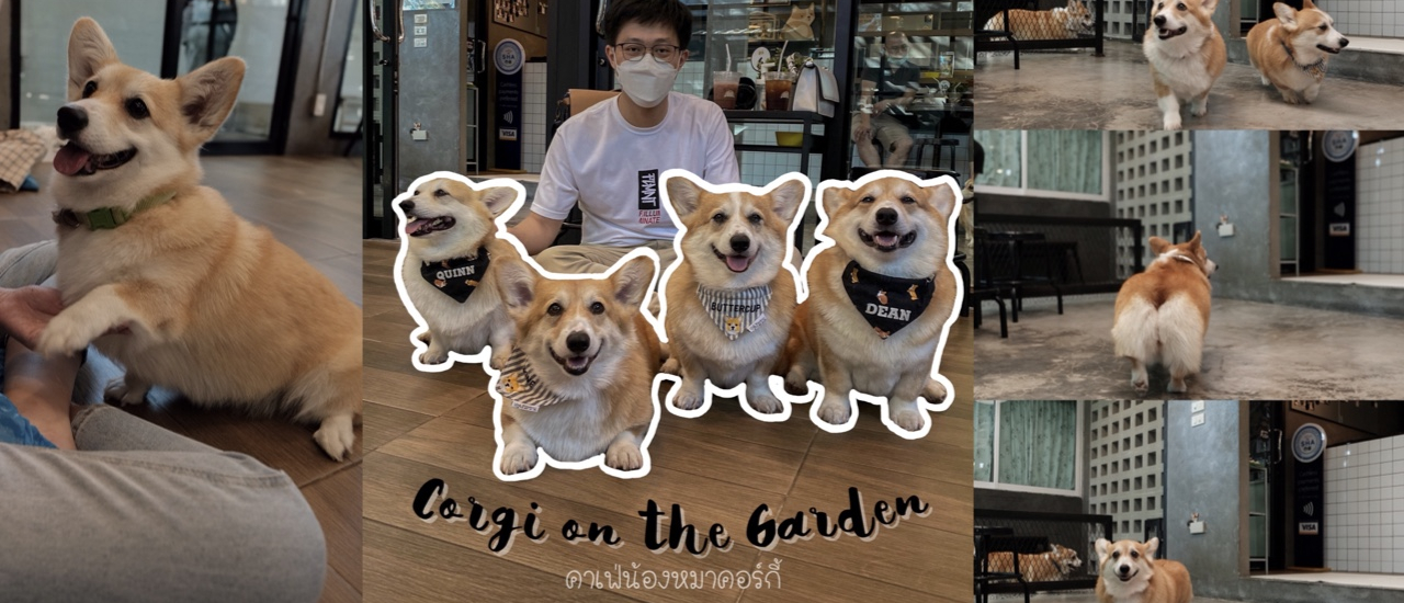 cover Corgi in the Garden คาเฟ่น้องหมาคอร์กี้ฝั่งธนฯ