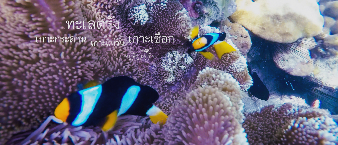 cover ดำน้ำทะเลตรัง ถ้ำมรกต เกาะกระดาน เกาะแหวน เกาะเชือก…