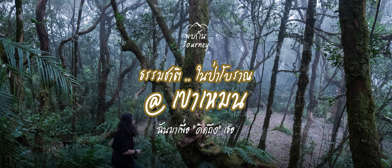 cover ธรรมชาติในป่าโบราณ เขาเหมน | ฉันมาเพื่อ "คิดถึง" เธอ