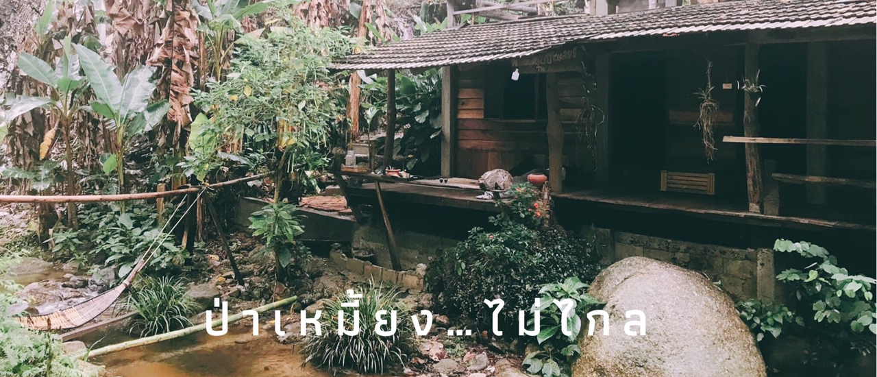 cover ป่าเหมี้ยงไม่ไกล