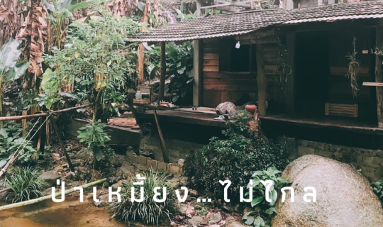 cover ป่าเหมี้ยงไม่ไกล