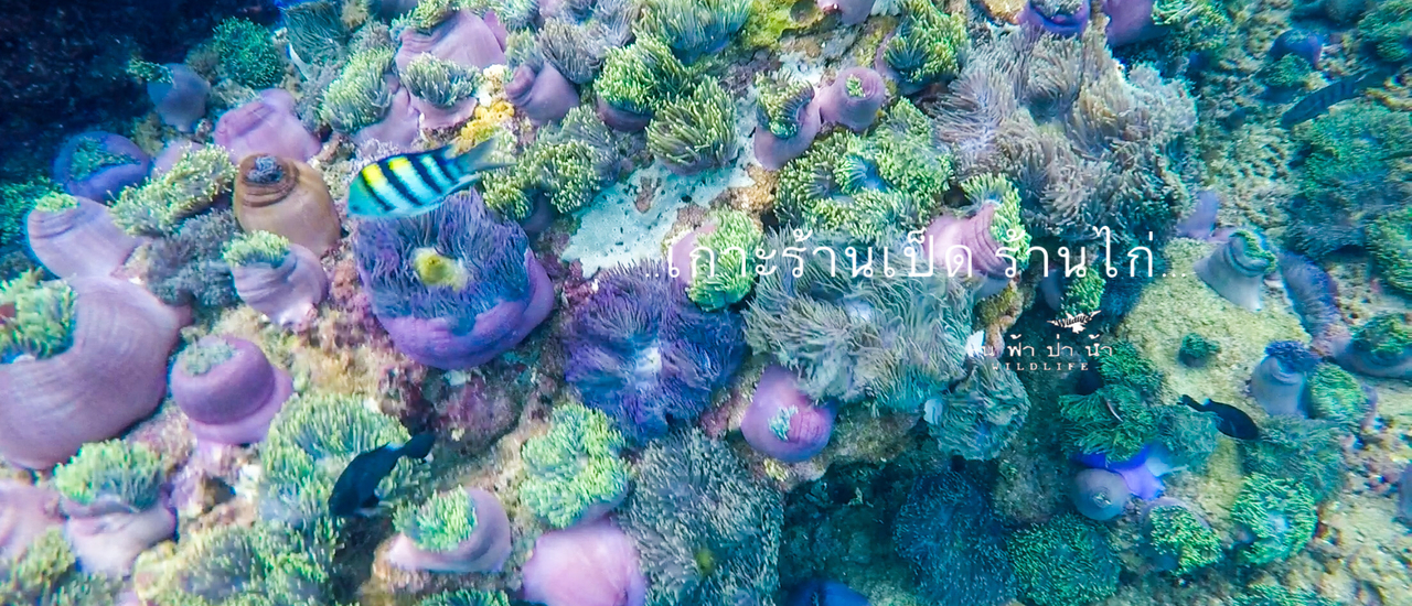 cover เกาะร้านเป็ด ร้านไก่ อลังการทุ่งดอกไม้ทะเล…