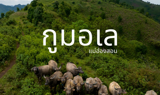 cover ดอยกูมอเล แม่ฮ่องสอน