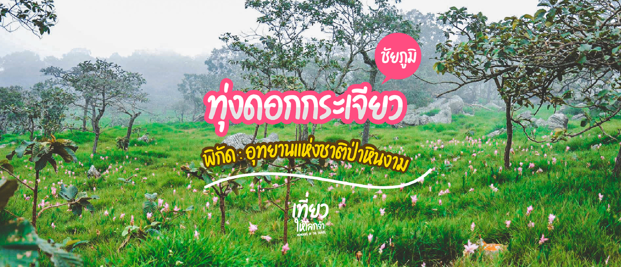 cover ทุ่งดอกกระเจียว - ชัยภูมิ