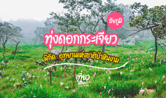 cover ทุ่งดอกกระเจียว - ชัยภูมิ