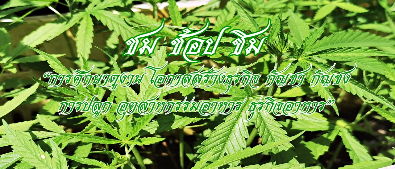 cover ชม ช้อป ชิม “การศึกษาดูงาน โอกาสสร้างธุรกิจ กัญชา กัญชง การปลูก อุตสาหกรรมอาหาร ธุรกิจอาหาร”