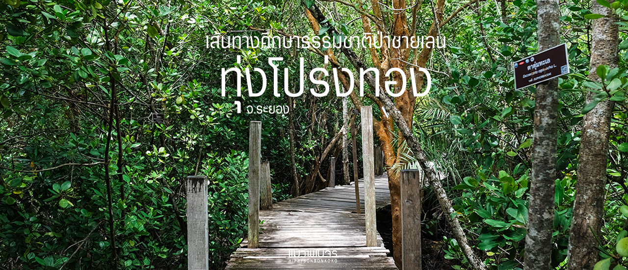 cover ชมวิถีป่าชายเลน"ทุ่งโปร่งทอง" จ.ระยอง