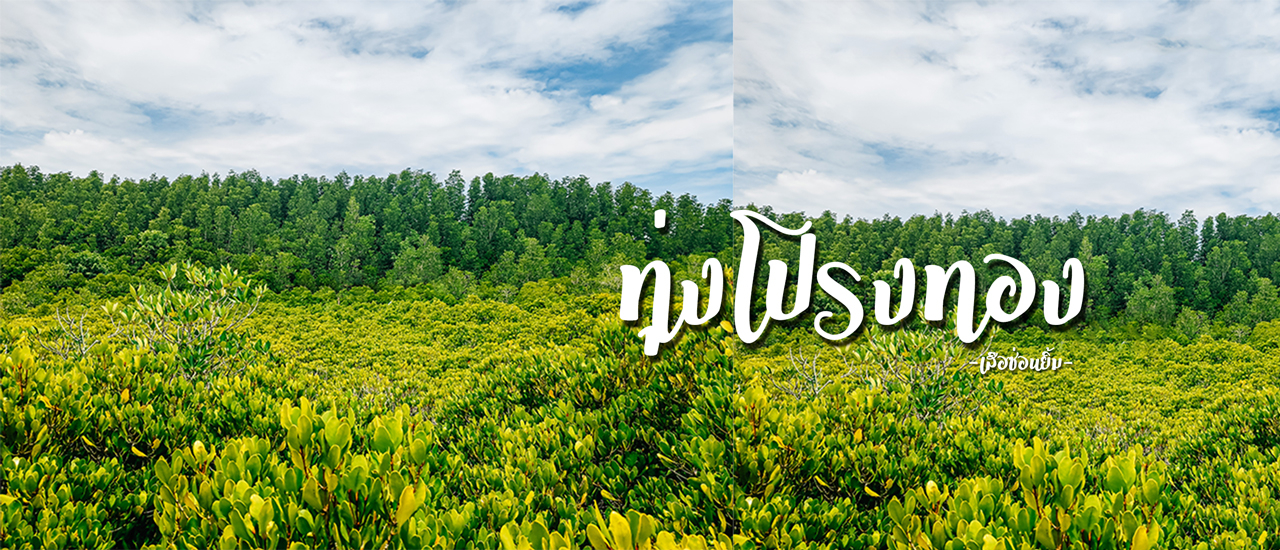 cover ทุ่งโปรงทอง - ระยอง