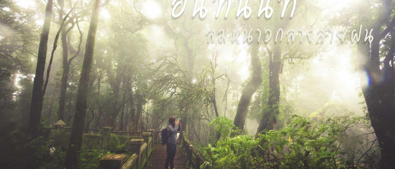cover ดอยอินทนนท์ ลมหนาวกลางสายฝน