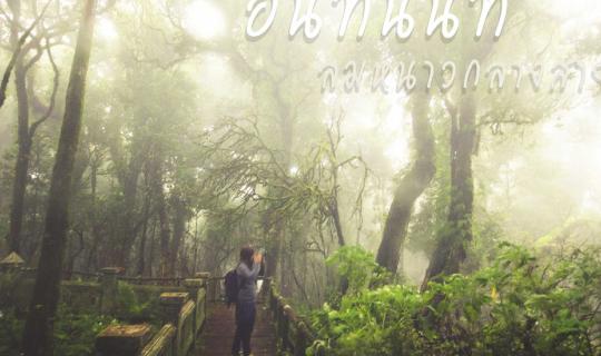 cover ดอยอินทนนท์ ลมหนาวกลางสายฝน