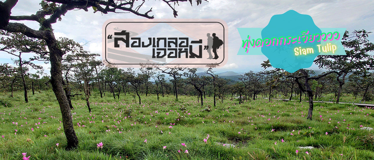 cover "ในวันที่ฝนพลำ หนาวลม ชมหมอก ดอกกระเจียว"