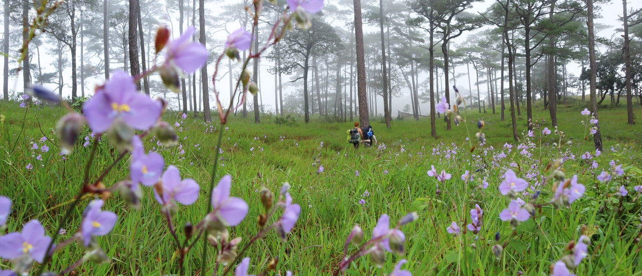 cover นั่งรถไฟไปดูดอกหงอนนาคที่ภูสอยดาวกับงบไม่ถึง 1,200 บาท