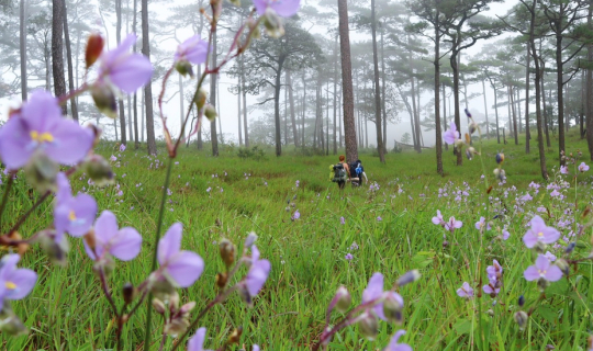 Cover นั่งรถไฟไปดูดอกหงอนนาคที่ภูสอยดาวกับงบไม่ถึง 1,200 บาท...